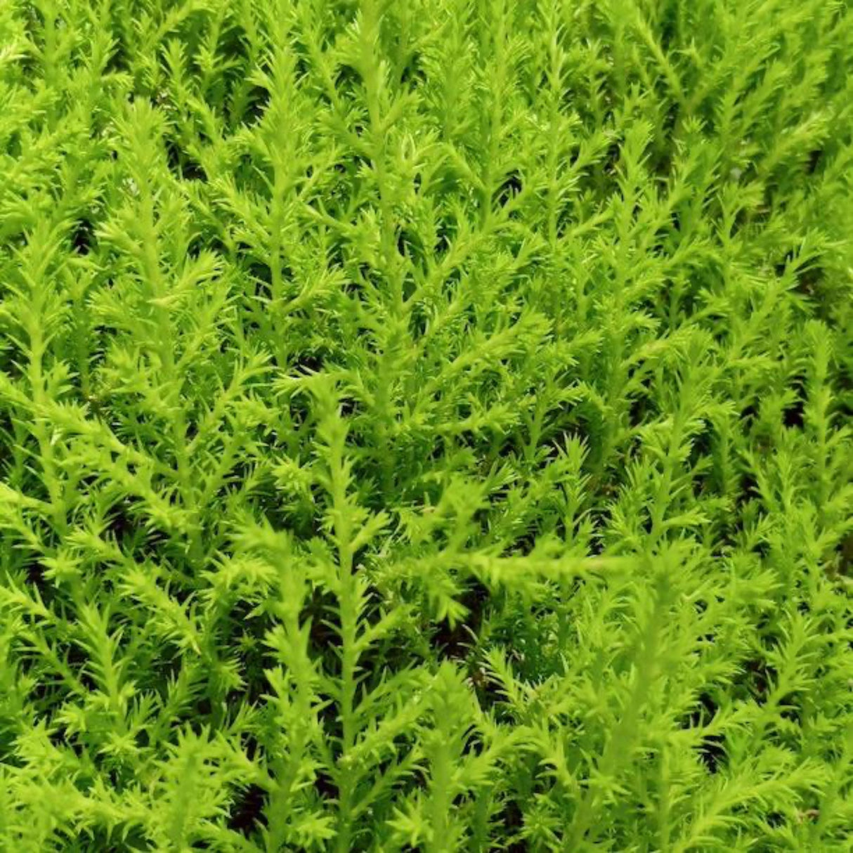 Lemon Cypress Foliage Close Up