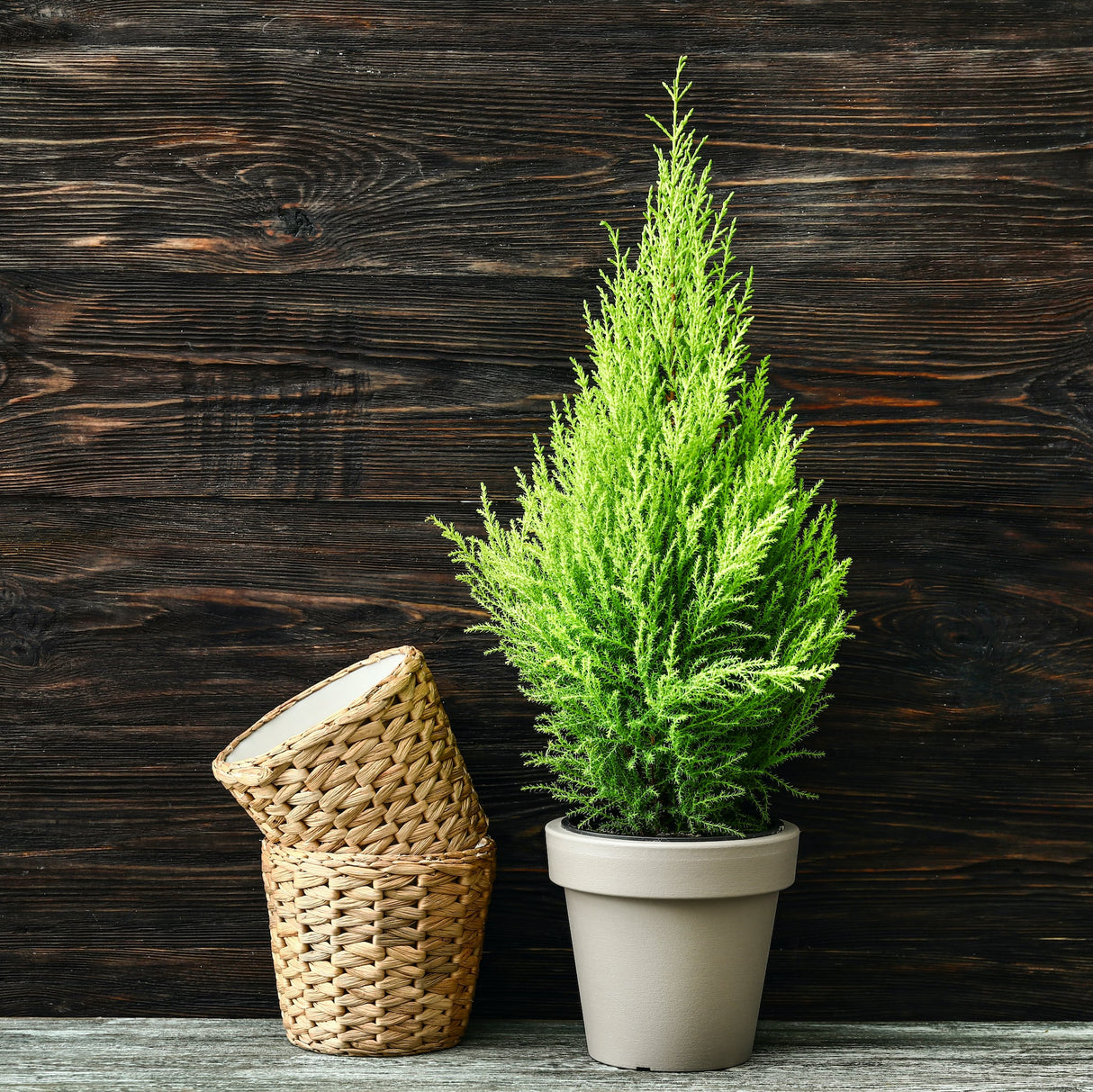 Lemon Cypress tree in a white pot with a woven basket, placed against a dark wooden backdrop.