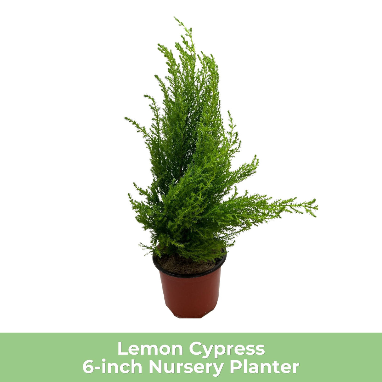 Lemon Cypress tree in a black nursery pot, with slightly leaning foliage.
