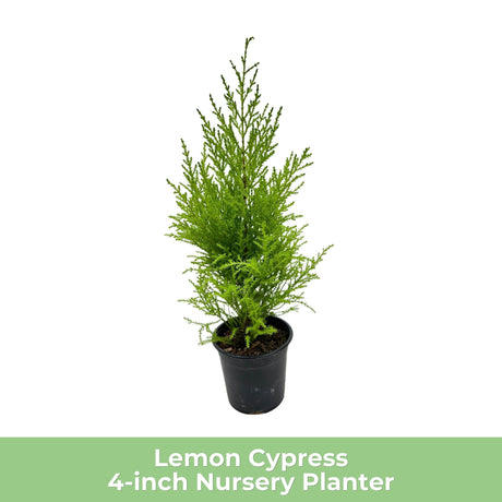 Lemon Cypress tree in a black nursery pot, standing straight with dense green foliage.