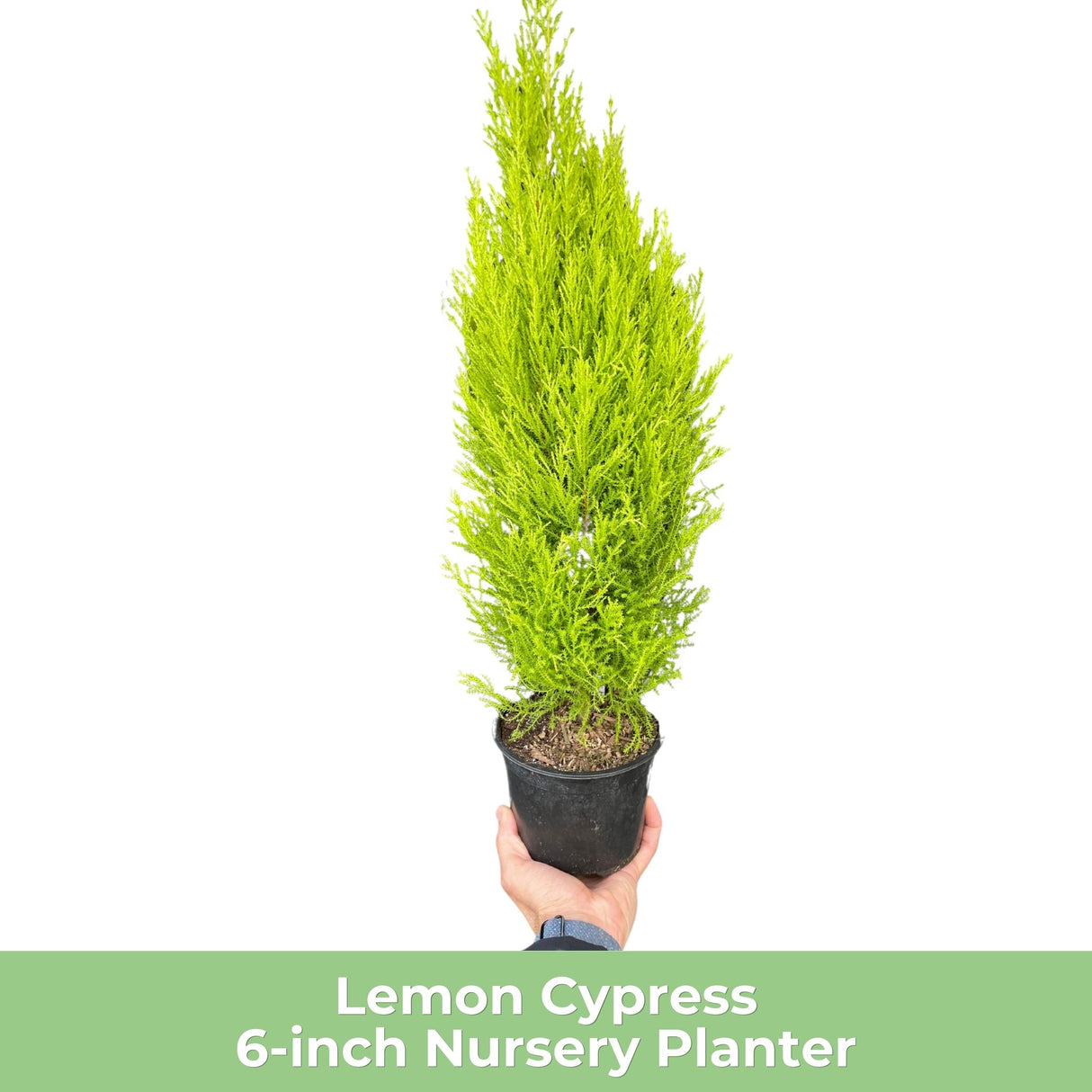 Lemon Cypress tree in a small brown nursery pot, featuring bright green foliage.