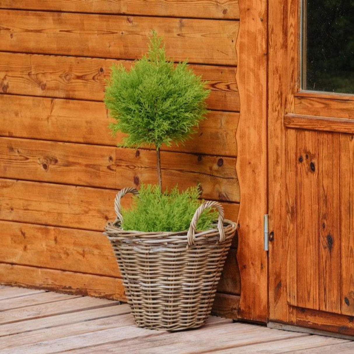 Lemon Cypress Tree Form Topiary in a basket on a wooden porch by a home with wooden siding.