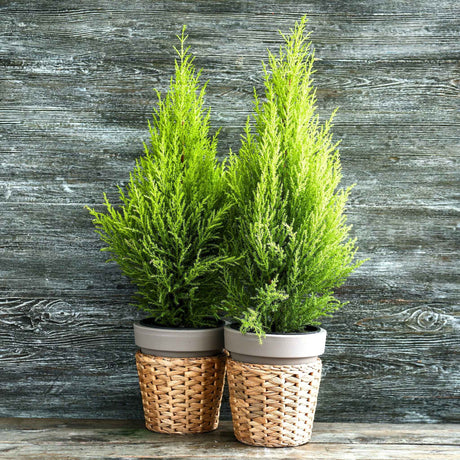 Two Lemon Cypress trees in white pots with woven baskets, set against a rustic wooden background.