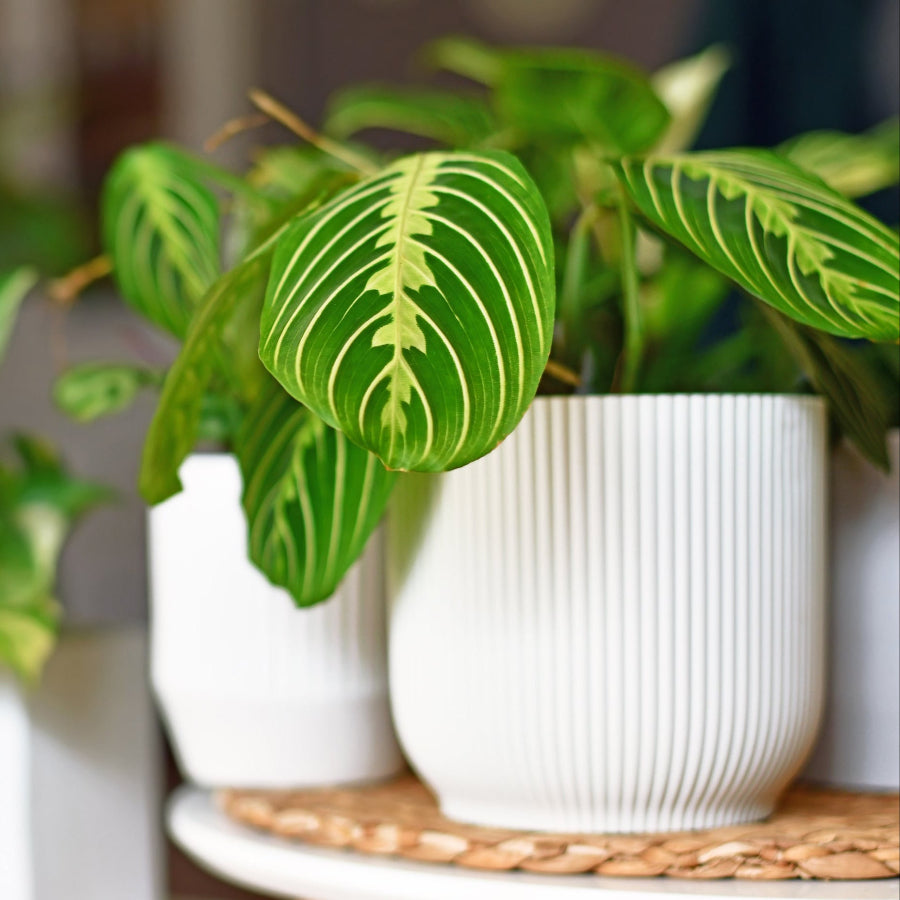 Brightly colored Lemon Lime Meranta Plant with its vibrant green and yellow foliage hanging over a white pot sitting on a table with other blurred plants in the background.
