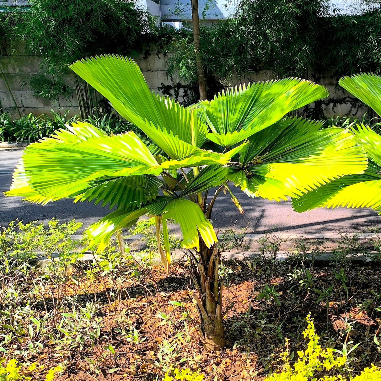 Ruffled Fan Palm growing along the side of the road in a tropical environment