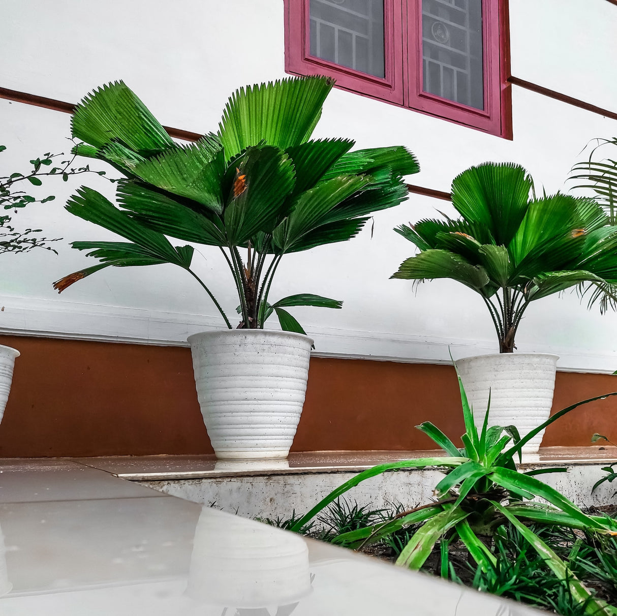 Licuala grandis potted palm trees in large white planters along the wall of a home.