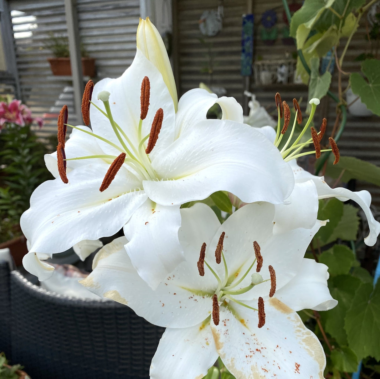 White Oriental lilies with large, ruffled petals and dark brown stamens in a garden setting.