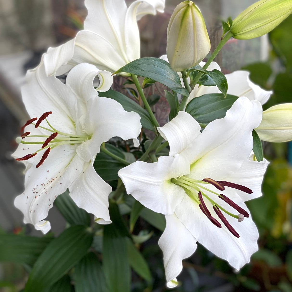 Cluster of white 'Casa Blanca' lilies with curled petals and prominent stamens against a blurred background.