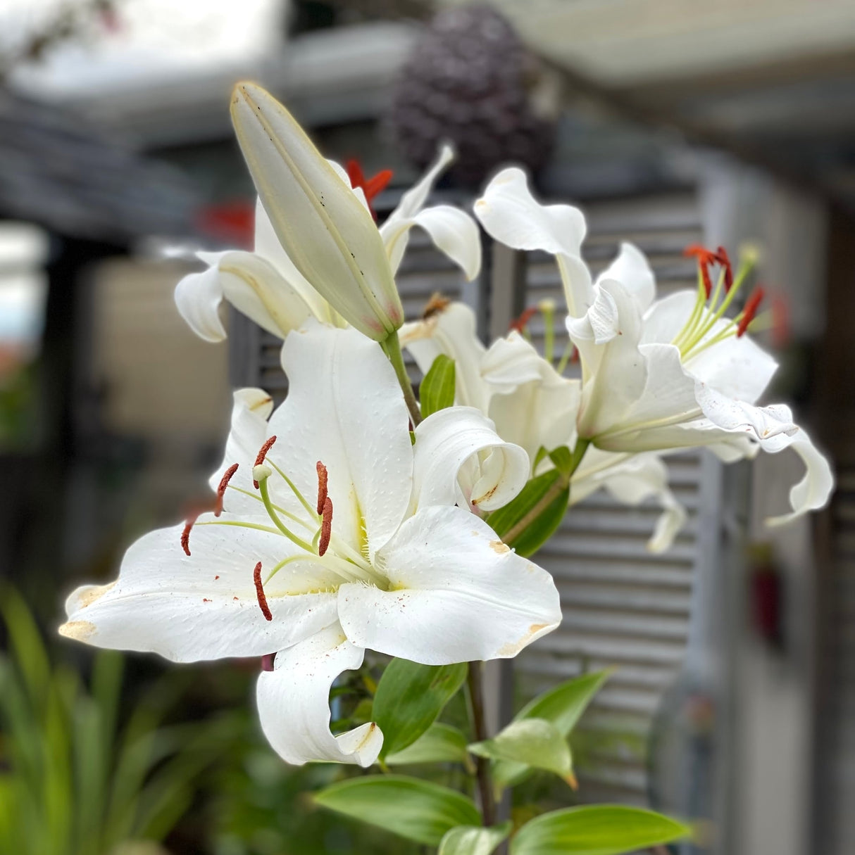 Blooming 'Casa Blanca' lilies with white petals, green foliage, and unopened buds.