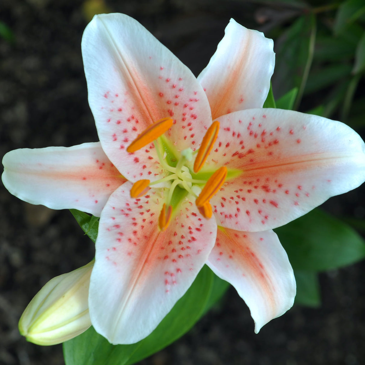 Close-up of an Oriental Lily 'Salmon Party' with white petals, pink speckles, and orange stamens.