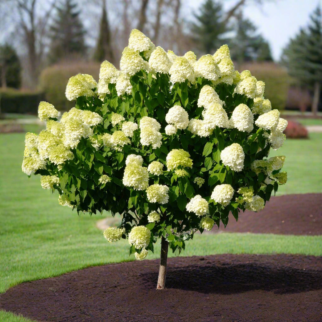 Hydrangea tree with white blooms and dense green foliage in a landscaped courtyard.