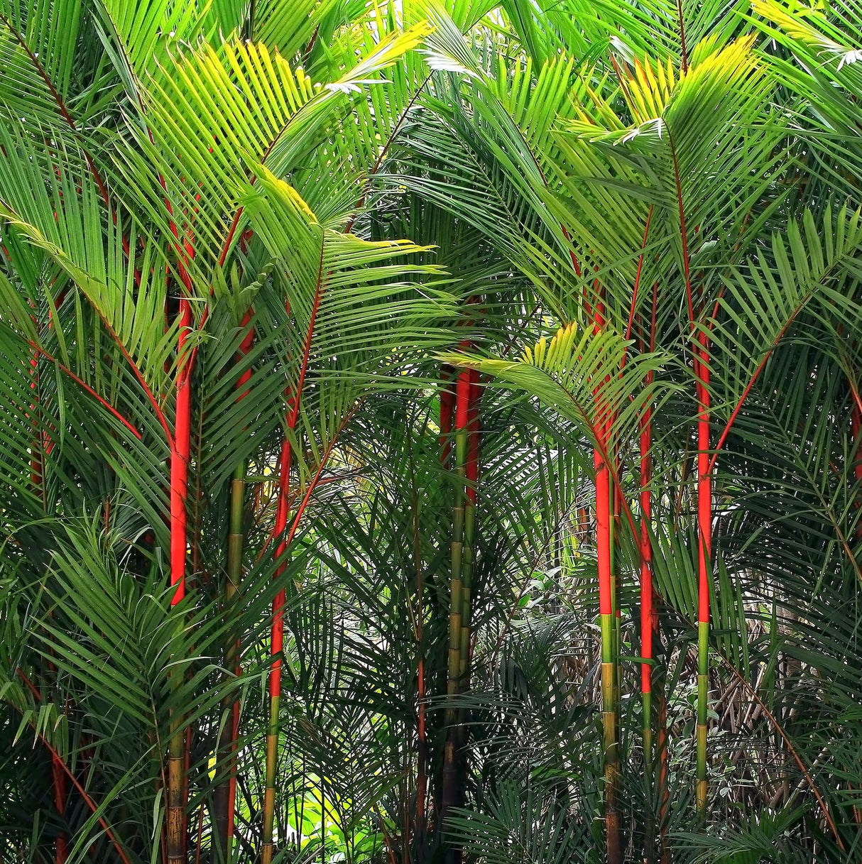Cluster of red-stemmed lipstick palms with feathery green fronds growing densely in a tropical setting.