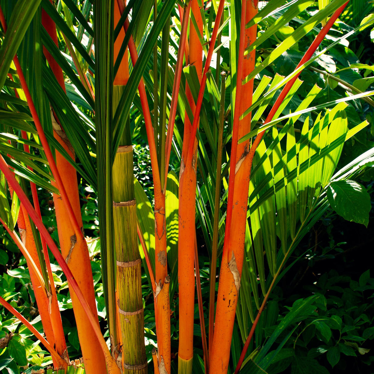 Close-up of Red Sealing Wax Palm trunks with vivid red and green stems among lush foliage.