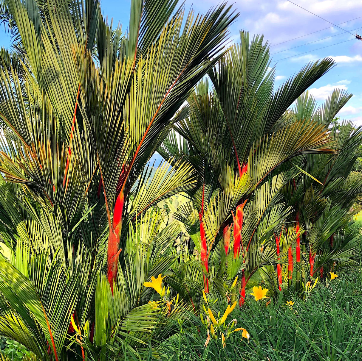 Row of Red Sealing Wax Palms (lipstick palms) with bright red stems and green fronds in a sunlit landscape.