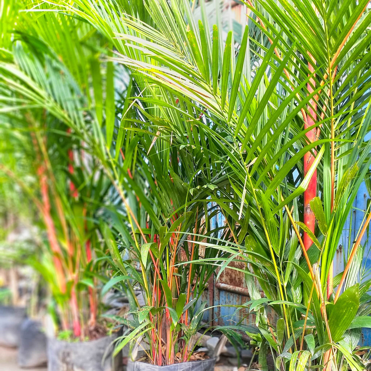 Potted Red Sealing Wax Palms with red stems and lush green fronds against a rusted blue shipping container.