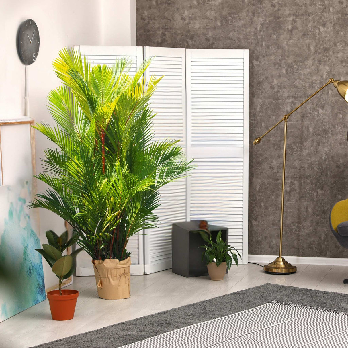 Potted lipstick palm tree with red stems growing indoors as a large and unique container plant.