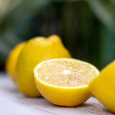 Lisbon Lemon Tree - NationwidePlants.com