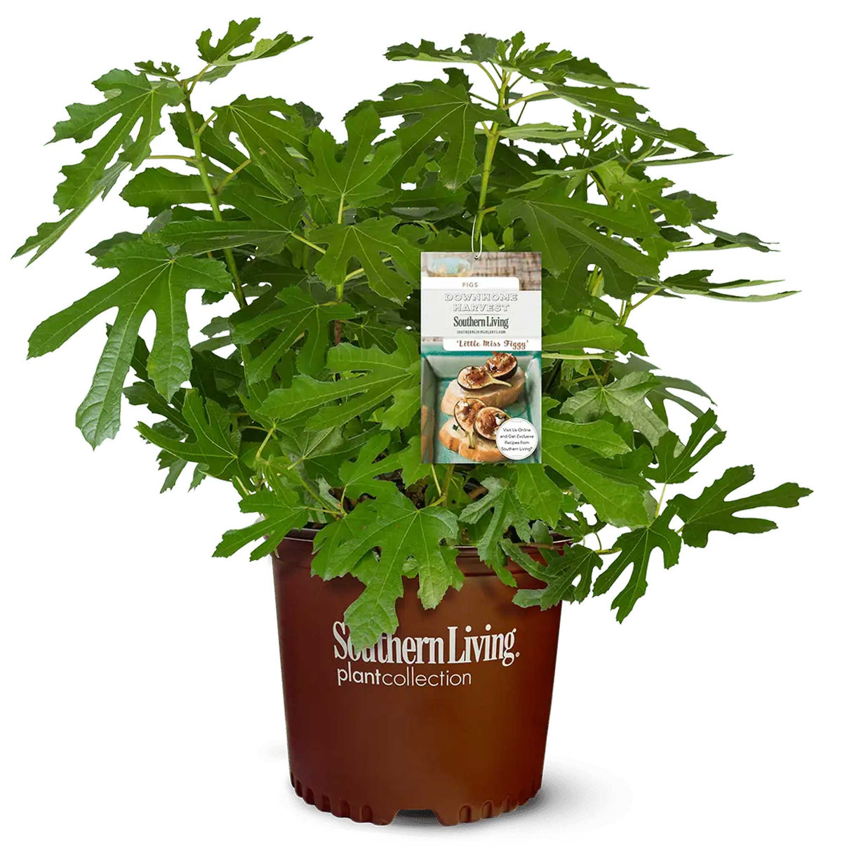 Little Miss™ Figgy - NationwidePlants.com