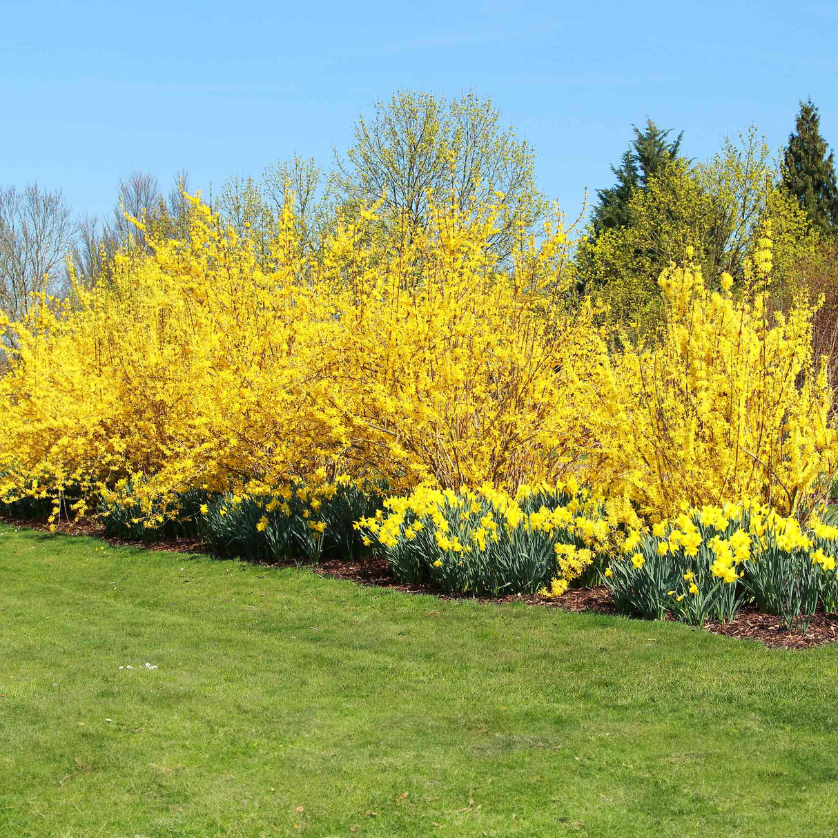 A row of Lynwood Gold Forsythia shrubs in full bloom along a landscaped lawn.