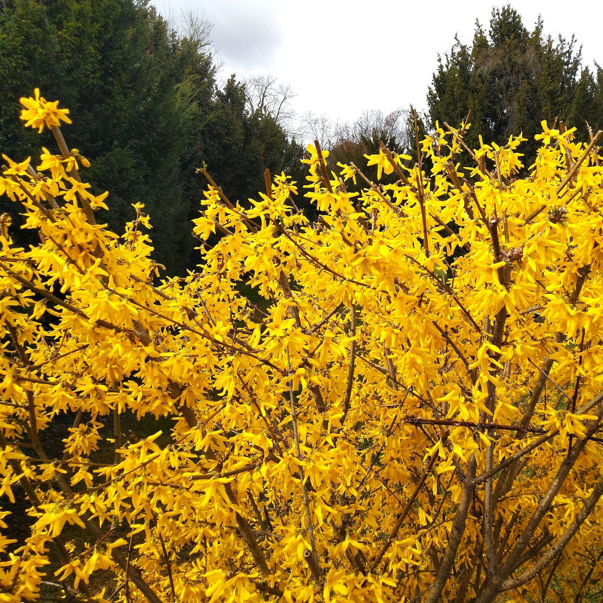 Lynwood Gold Forsythia shrub with dense yellow blooms in a natural setting.