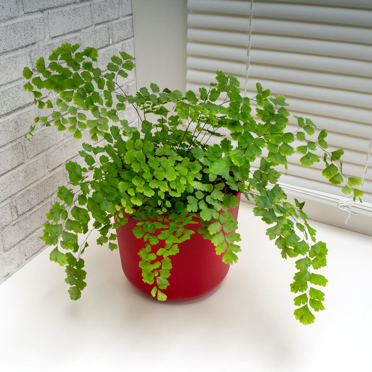 maidenhair fern houseplant in red planter on white counter giving beautiful contrast to the bright green foliage