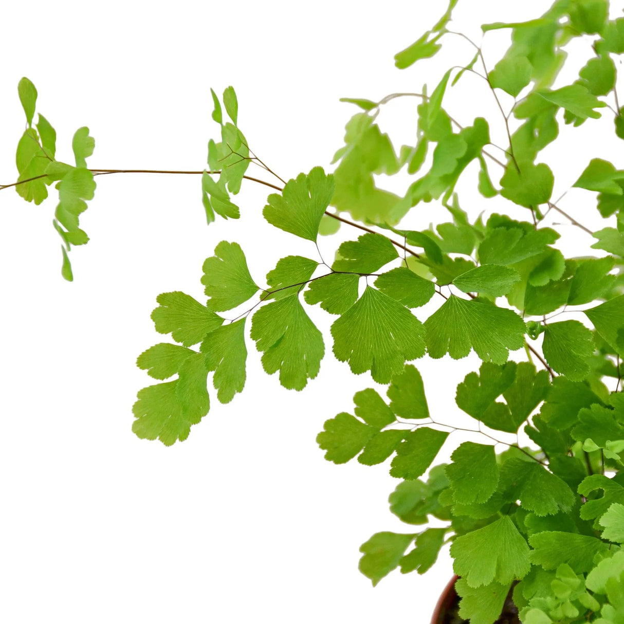 Closeup of maidenhair fern foliage