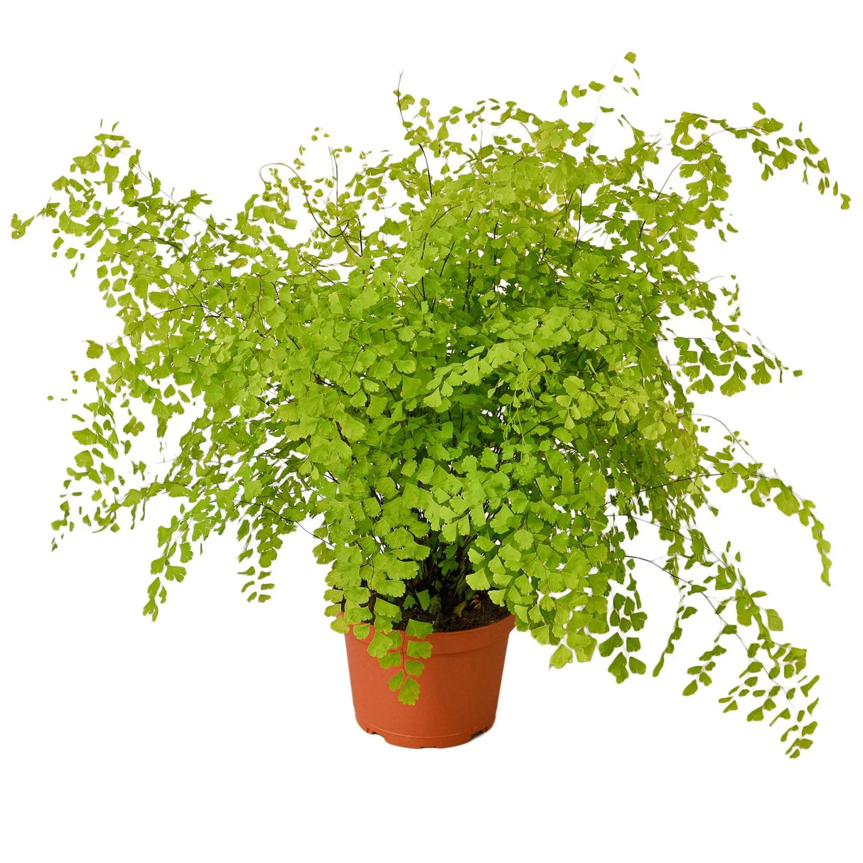 Maidenhair Fern with abundant foliage on white background
