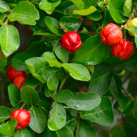 Barbados Acerola Cherry tree foliage and fruit.