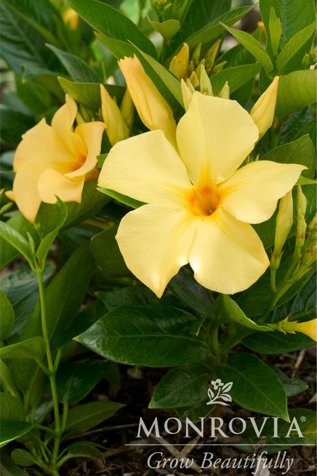 Sunshine-yellow Mandevilla Sunbeam Sun Parasol flowers that pop beautifully against its rich green foliage.