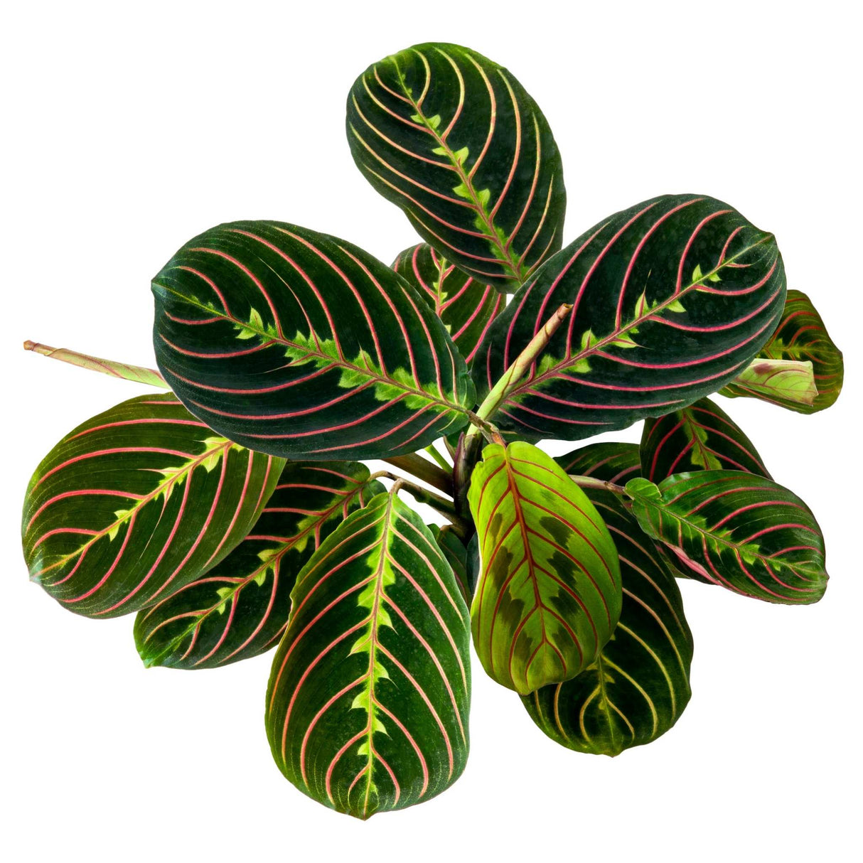 overhead view of the red maranta houseplant "red prayer plant" with deep green leaves that have center highlights of bright green with red veins penetrating through the greens with incredible visual contrast.