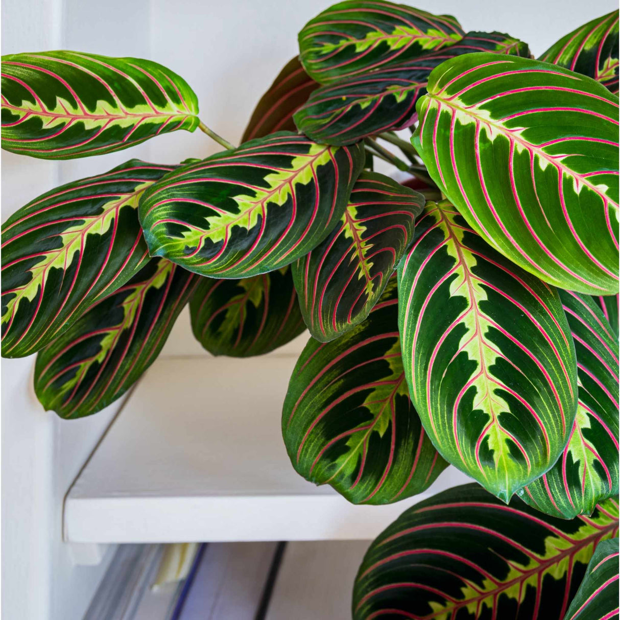 Red maranta houseplant "red prayer plant" with vibrant leaves showcasing its interesting pattern and contrasting colors.
