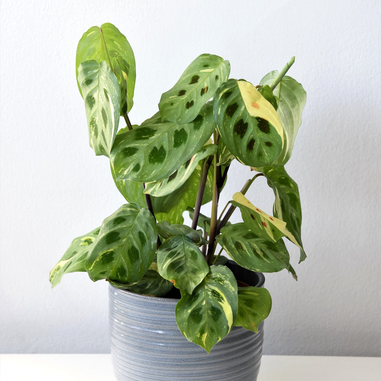 Additional angle of the Maranta leuconeura kerchoveana variagata 'beauty Kim' houseplant in a glazed pale blue planter near a white wall.