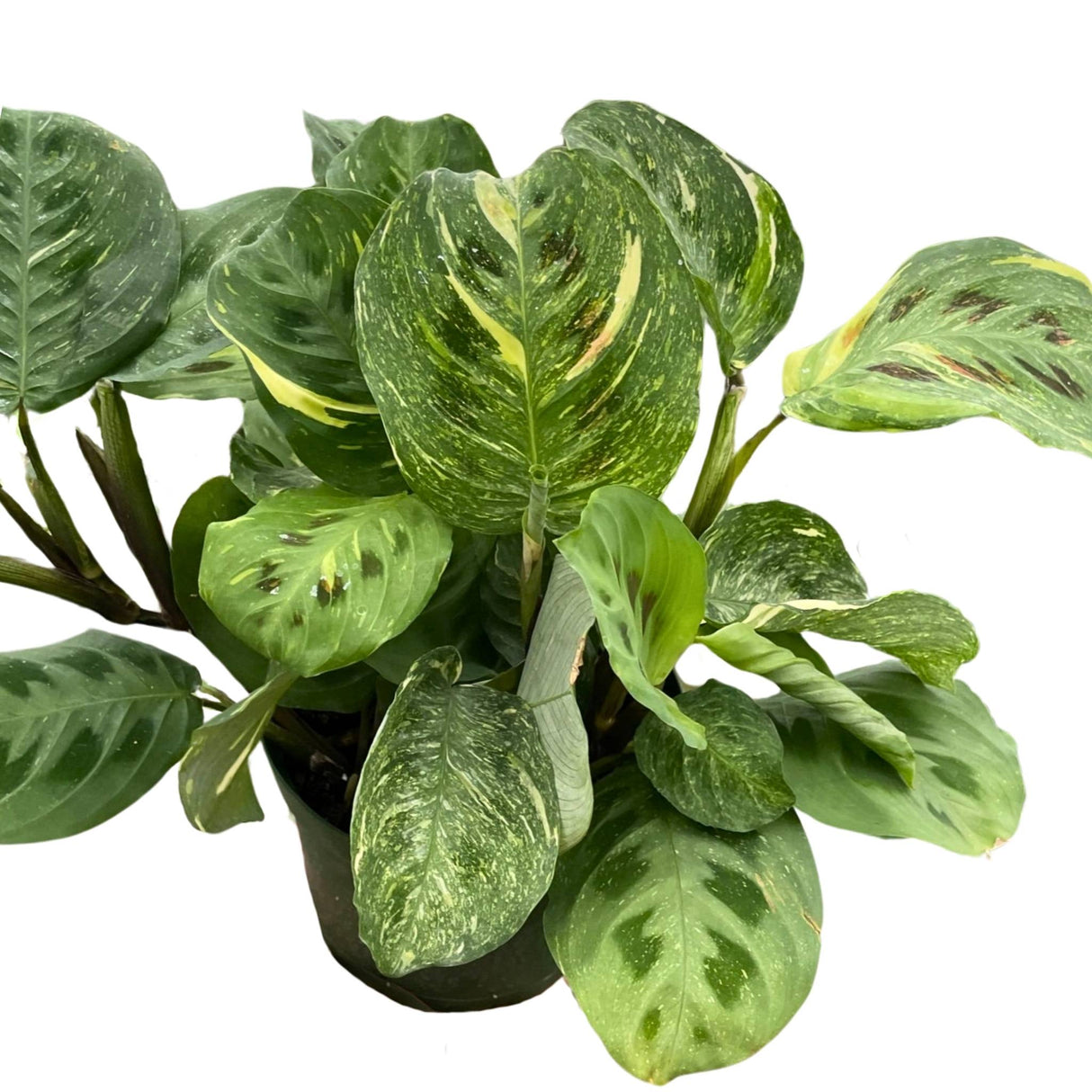 Maranta Beauty Kim houseplant in a 6 inch nursery planter on white background