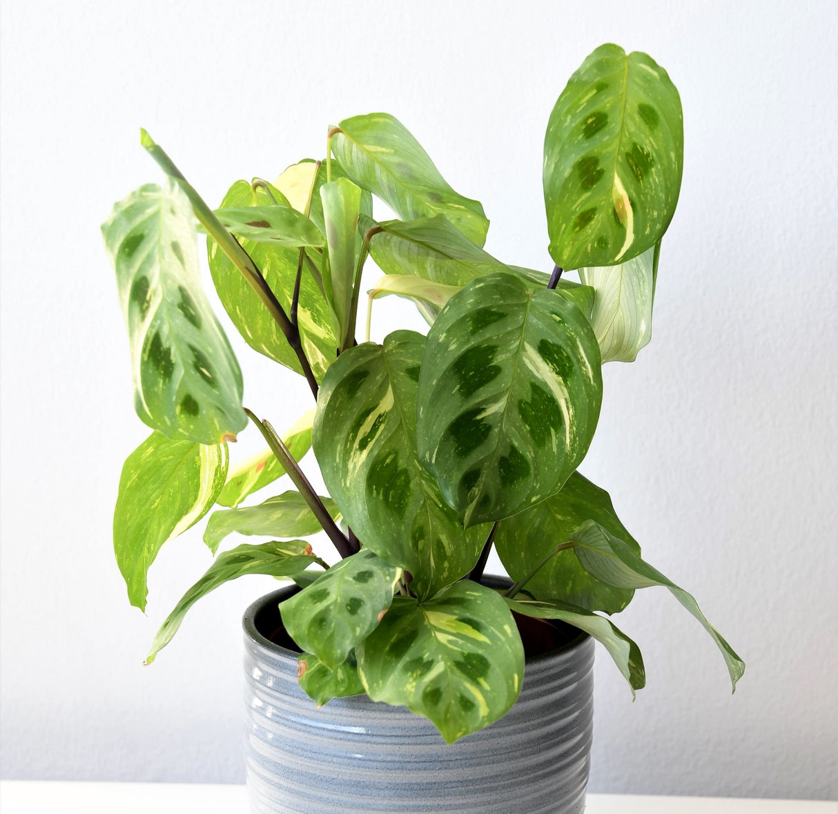 Maranta leuconeura kerchoveana variagata 'beauty Kim' houseplant in a glazed pale blue planter near a white wall.