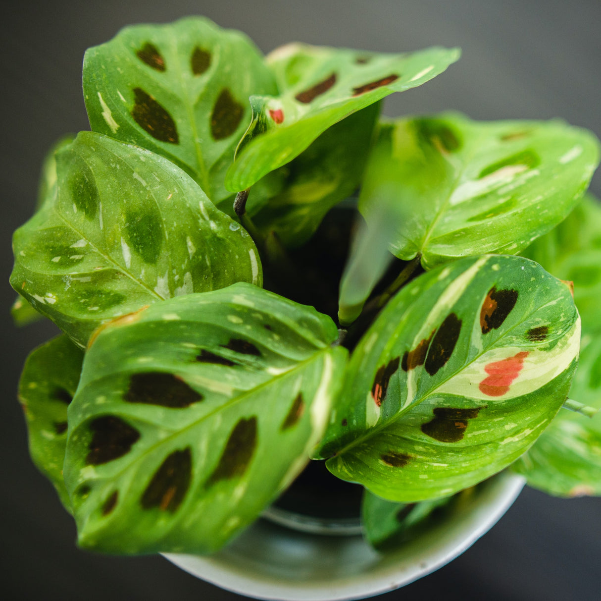 Maranta variagata 'beauty Kim' houseplant from above giving a spectacular view of the color variation and amazing patterns on the foliage.