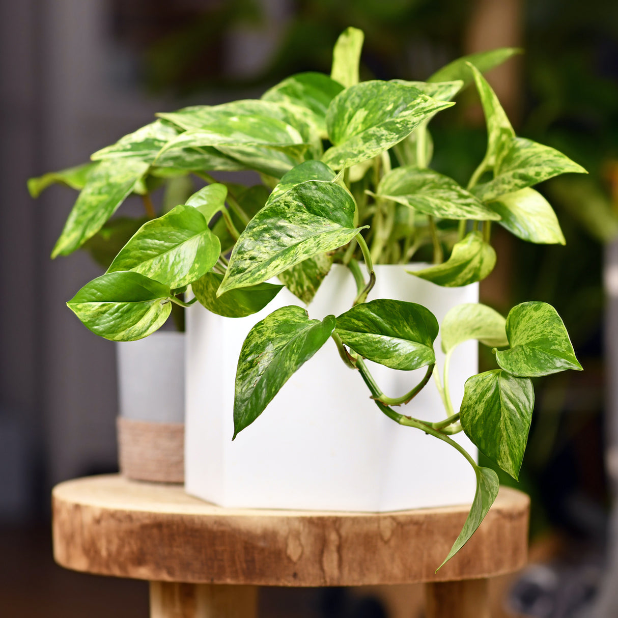 Pothos 'Marble Queen' in a white pot on a wooden stand, with trailing variegated leaves.