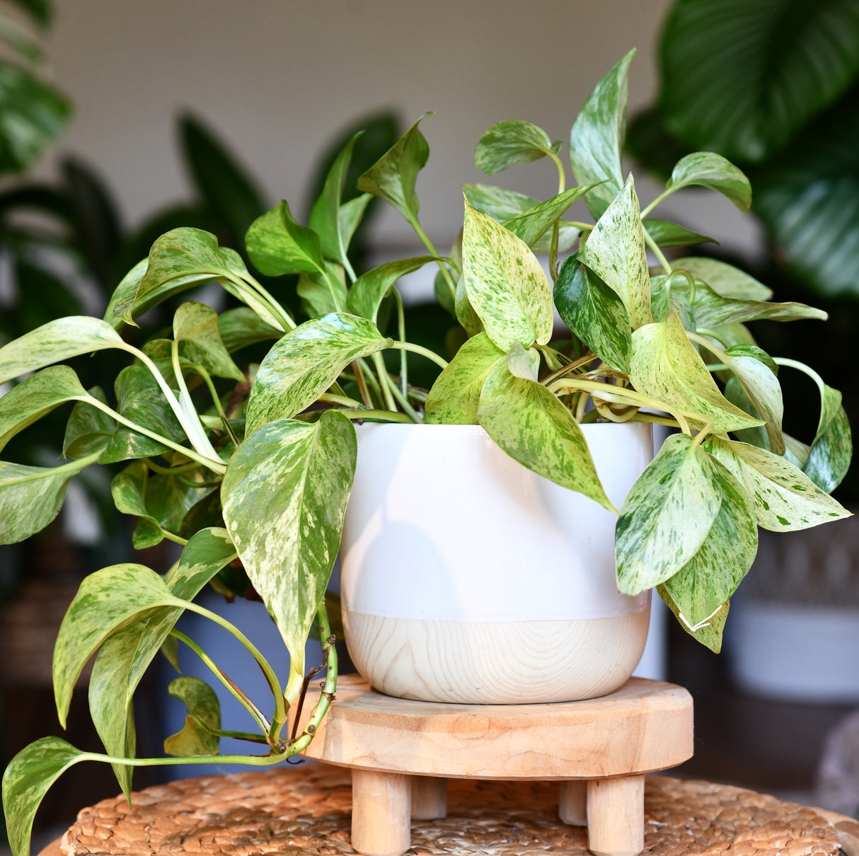 Variegated Pothos 'Marble Queen' in a white pot on a wooden stand, with green and cream foliage.