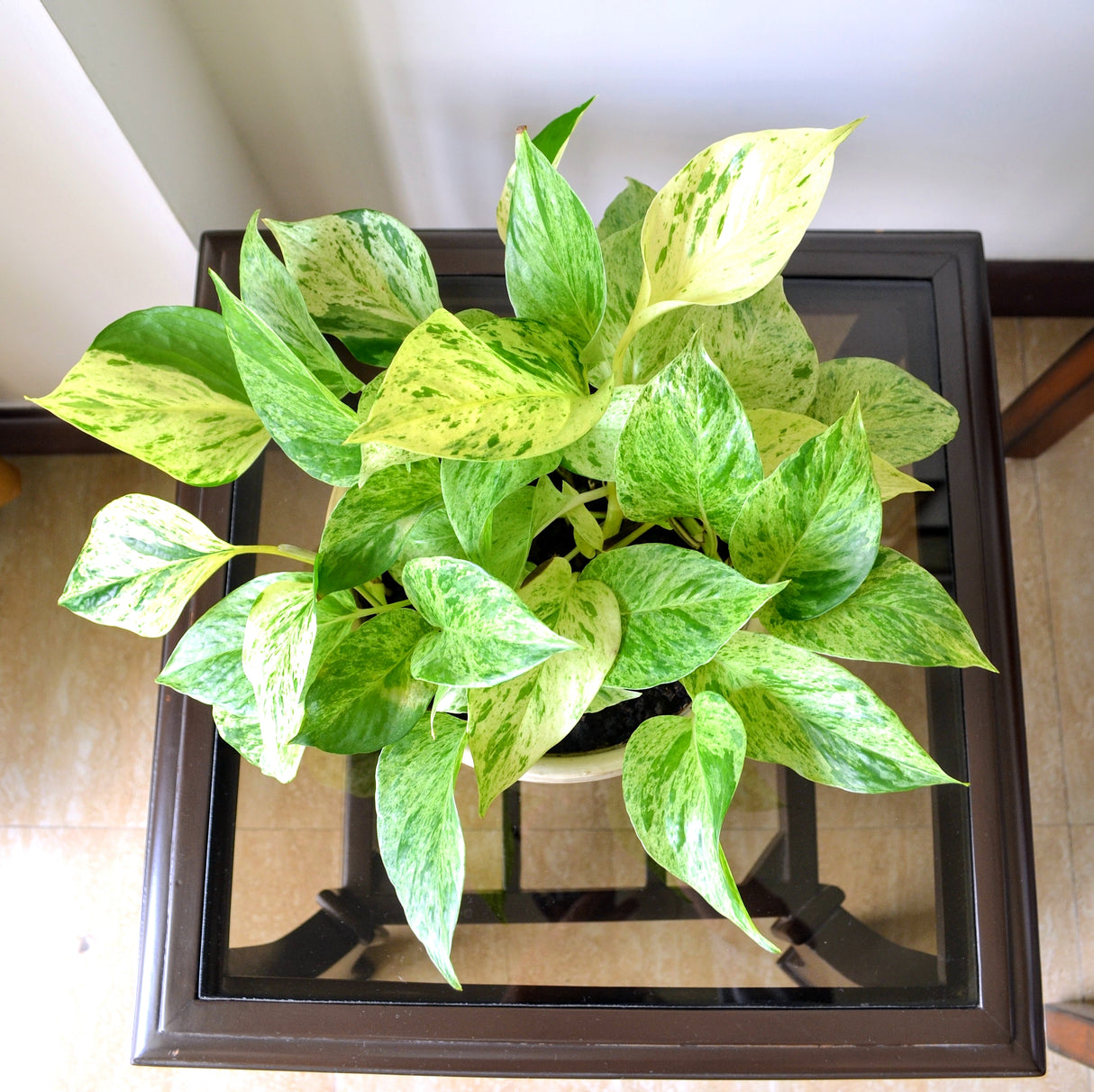 Pothos 'Marble Queen' with variegated green and white leaves, placed on a brown and glass end table indoors.