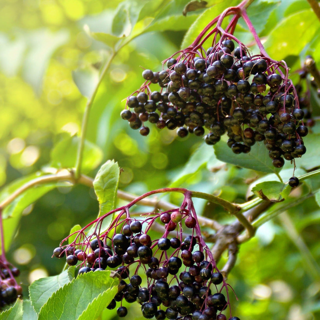 Clusters of ripe, dark purple elderberries hanging from reddish stems on a green leafy Marge Elderberry bush.