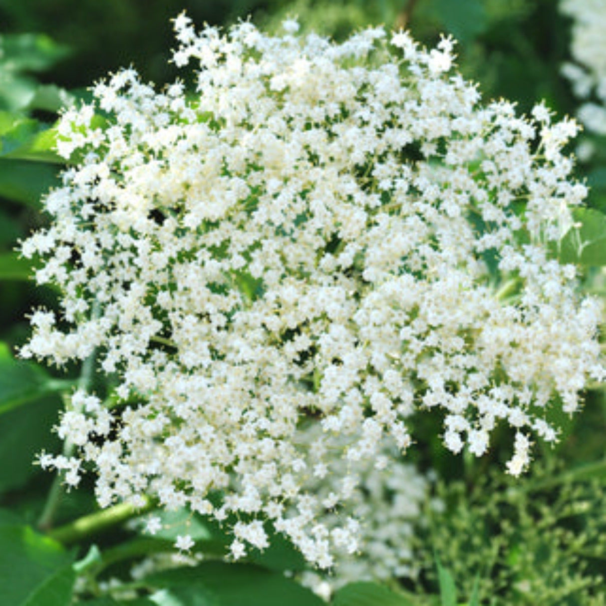 Close-up of delicate white elderberry flowers in full bloom against green foliage.