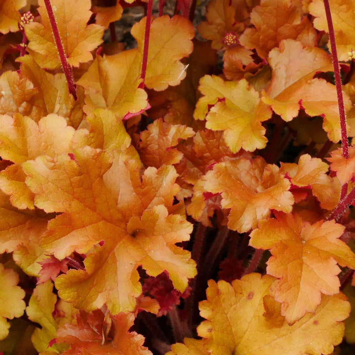Close-up of Marmalade Heuchera leaves in orange, yellow, and bronze hues.