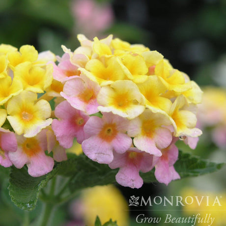 Close-up of yellow and pink Mary Ann Lantana blooms in partial sunlight.