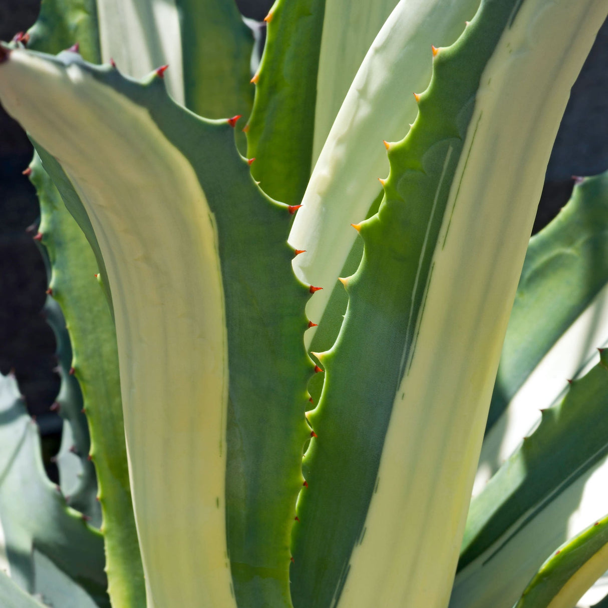Close-up of an Agave Americana 'Mediopicta Alba' leaf, highlighting serrated edges and color contrast.