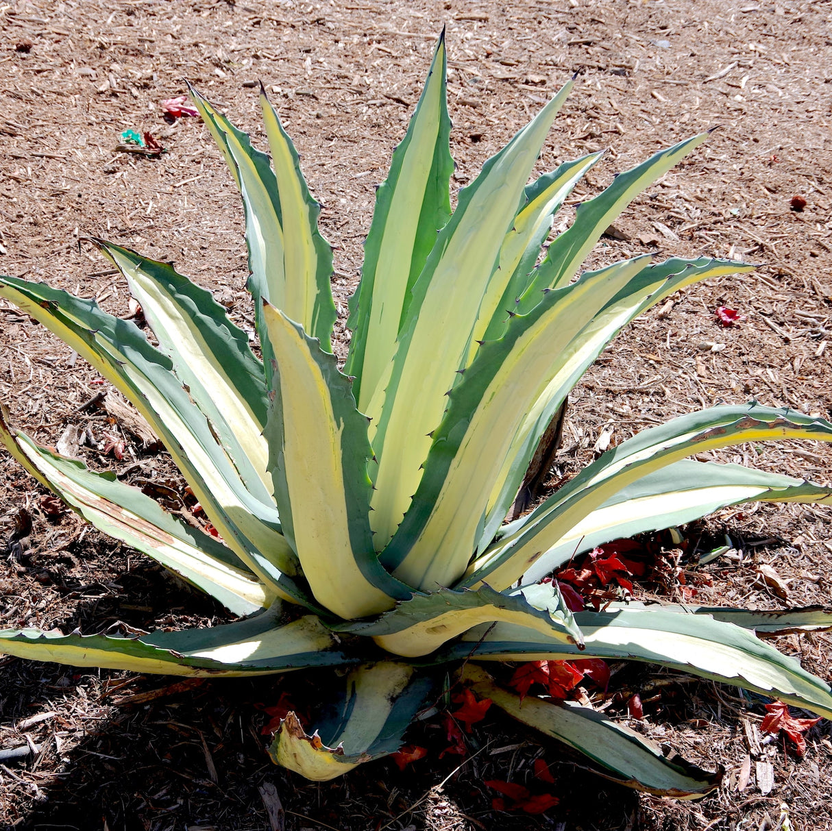 Young Agave Americana 'Mediopicta Alba' growing in dry soil, with spreading, spiky variegated leaves.
