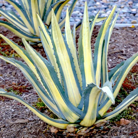 Small Image 1: Agave Americana 'Mediopicta Alba' planted in soil, displaying its creamy white center stripe and green edges.