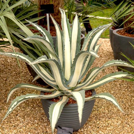 Large Image: Variegated Agave Americana 'Mediopicta Alba' in a gray pot on gravel, surrounded by similar plants.