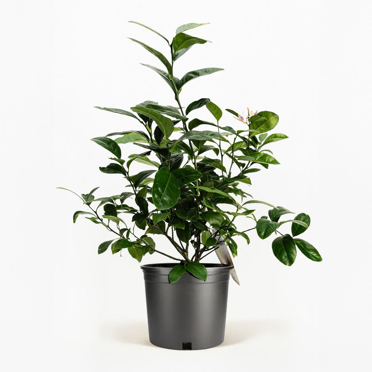 Improved Meyer Lemon Bush in Pot hide