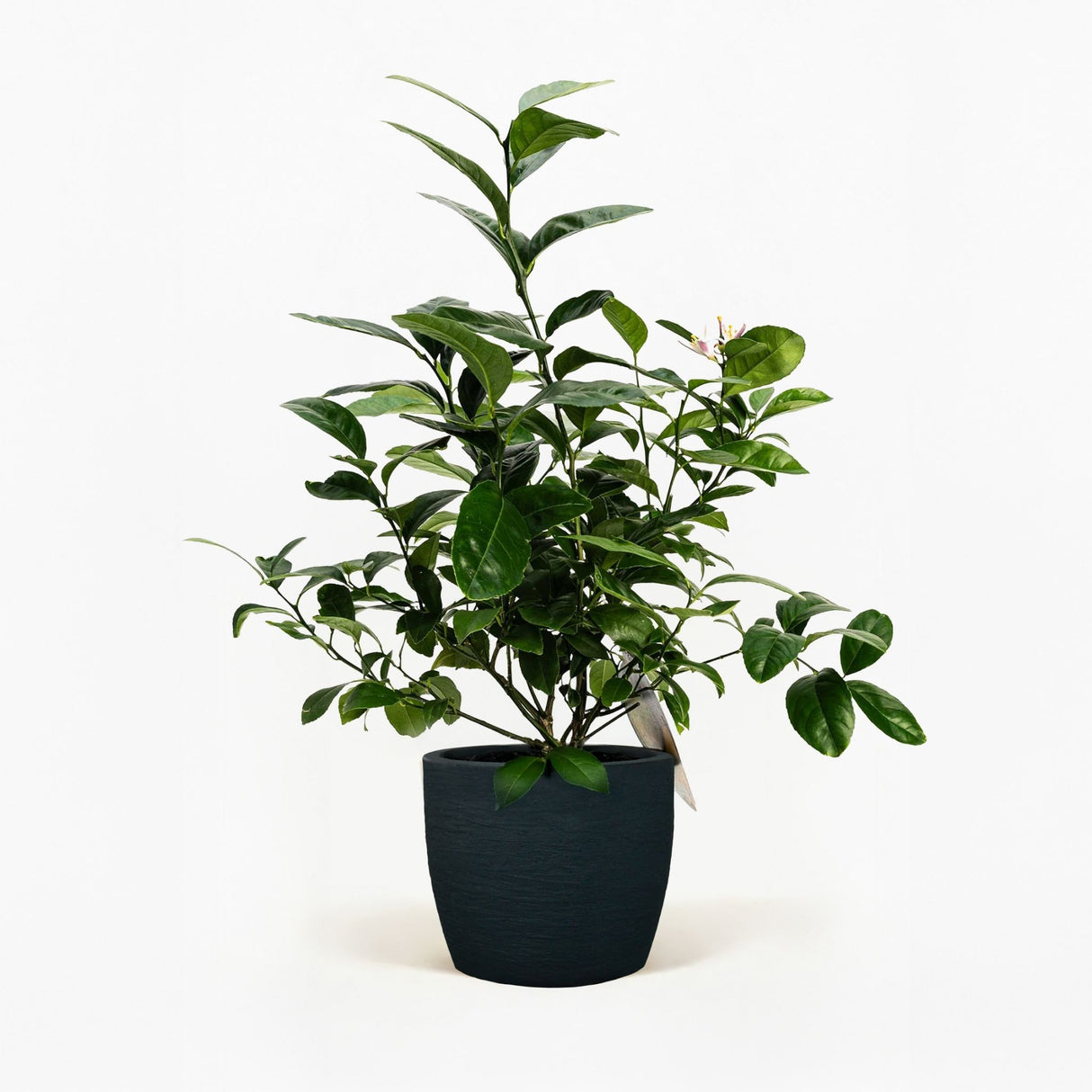 Improved Meyer Lemon Bush in Pot hide