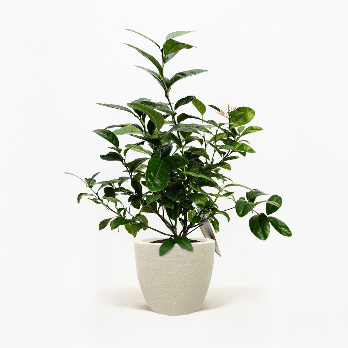 Improved Meyer Lemon Bush in Pot hide