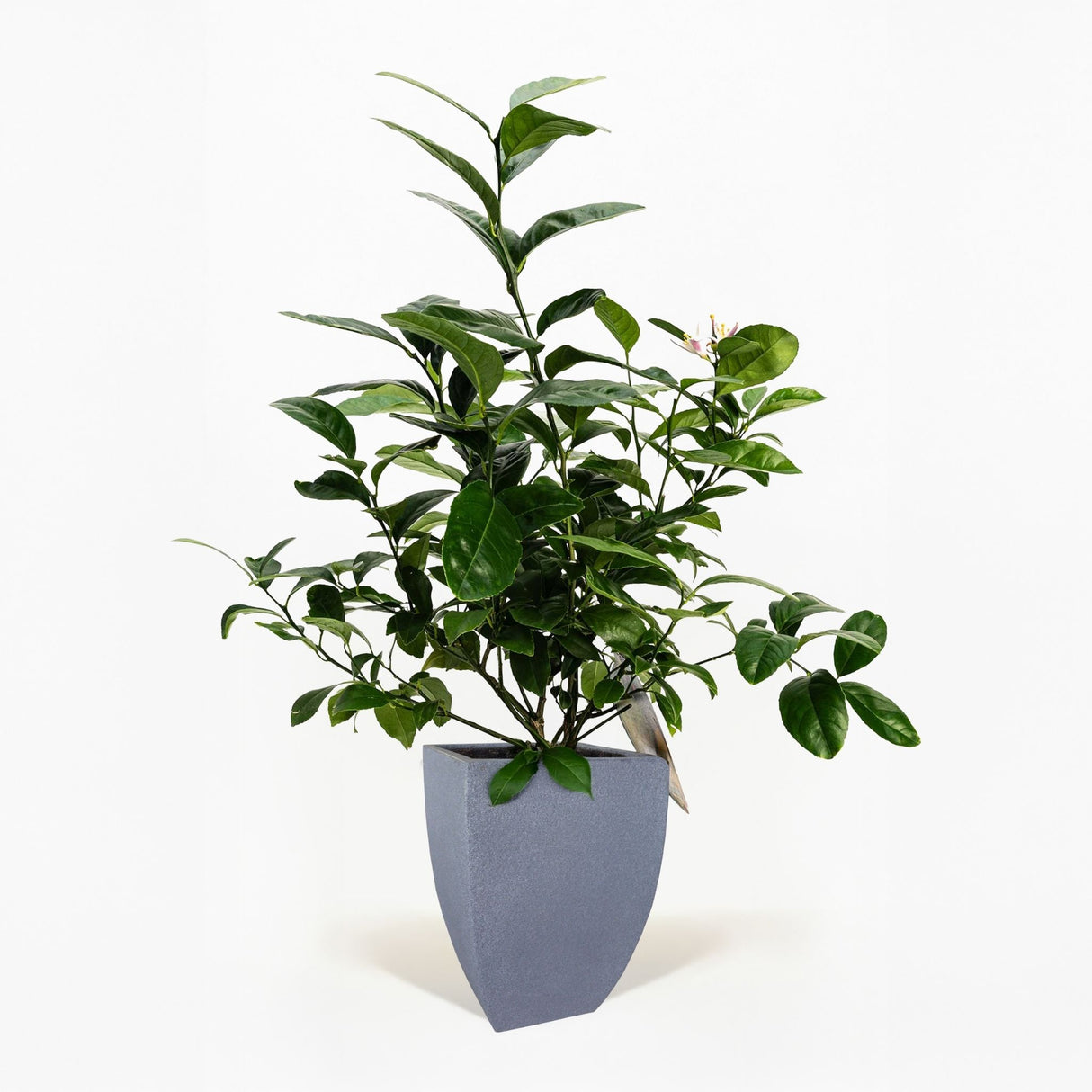 Improved Meyer Lemon Bush